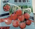 【四季爆款】萝卜种子种籽萝卜大全阳台四季盆栽蔬菜种子 红樱桃萝卜种子1包约300粒 实拍图