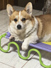 皇家柯基狗粮 成犬粮3KG &唐老鸭限定礼盒【柯基成犬狗粮】 实拍图