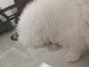 猫咪防猫掉毛吃什么深海鱼油营养片美毛靓毛维生素非药防脱毛神器 1盒【专治猫掉毛】 实拍图
