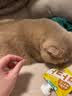 地狱厨房（Hell's Kitchen）经典咕噜酱全价猫零食猫条慕斯猫湿粮包软罐头 【成猫】鸡肉芝士100g*6包 猫用经典咕噜酱 实拍图