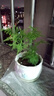 文竹盆栽绿植花卉盆景植物室内客厅水培文松云竹文竹大苗四季常青 文竹【1颗】原盆原土球发货 高度15-25cm 实拍图