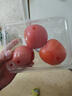番茄约500g 实拍图