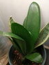 大盆君子兰盆栽名贵国宝级花卉苗绿植物圆头和尚室内客厅四季好养 【特惠款】5-8片叶子+土送肥料 送肥料 实拍图