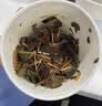 南同四海南京同仁堂鱼腥草泡水喝鱼腥草茶搭新鲜鱼腥草中药材干货折耳根 实拍图