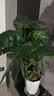 沭之美龟背竹盆栽植物大型绿植精品龟背竹70-80cm+白钻石树脂盆源头直发 实拍图