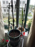 九千谷植物攀爬支架包钢管花盆爬藤花架蔷薇月季葡萄固定架子45CM4627 实拍图