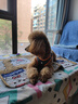 TRUELOVE狗狗牵引绳小型犬狗绳子遛狗绳背心式泰迪柯基宠物用品小狗胸背带 灰桔色 L(胸围48-54cm)建议14-18斤选择 实拍图