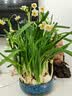 花翁漳州水仙花种球盆栽水养花卉绿植室内冬季水培植物带花苞源头直发 实拍图