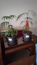 爱丽思（IRIS）花瓶彩色Deepot圆形月季铁线莲花盆园艺批发树脂花盆塑料盆 6号简约灰【带托 实拍图