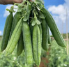新鲜甜豌豆农家自种新鲜蔬菜豆角豆米现摘现发豌豆荚 净重9斤 实拍图