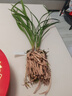 华香园春兰老八种【宋梅】兰花苗浓香型养兰入门室内耐阴绿植花卉 宋梅 1棵5苗 不带花苞 裸根发货 实拍图