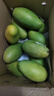 庾丰 海南芒果 新鲜水果生鲜整箱当季大青皮金煌芒 热带孕妇玉芒果 10斤装(净果8.5-9斤)单果200g+ 实拍图