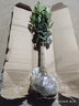 益绮椛桂花树苗盆栽四季开花庭院绿化美观室内外地栽大树浓香型花卉绿植 状元红 5年苗【当年开花】 实拍图
