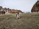 疯狂小狗 宠物零食狗狗磨牙棒比熊泰迪中小型犬咬胶零食 旋风鸡肉结骨70g 实拍图