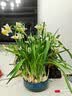 花翁漳州水仙花种球盆栽水养花卉绿植室内冬季水培植物带花苞源头直发 实拍图