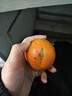 湖南麻阳冰糖橙冰糖柑果园产地直发新鲜孕妇老人水果当季60-65mm 麻阳冰糖橙带箱橙2斤装60-65mm普箱 实拍图