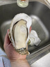 蜀皇乳山生蚝鲜活特大牡蛎海蛎子10斤净重5XL(16-20只)源头直发包 邮  实拍图