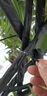 叹为观止大型植物发财树各种大颗盆栽开业乔迁客厅办公室内好养大型花卉 造型鸭脚木【1.4-1.6米】 含盆 实拍图