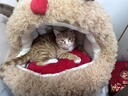 ZEZE麋鹿蒙古包猫窝冬季保暖猫咪大空间半封闭狗窝可爱宠物窝 实拍图