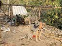 萌嘟星宠 狗狗牵引绳P链反光防爆冲尼龙遛狗拴狗绳项圈中大型犬 XL号 实拍图