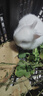 朗缤 兔子活体宠物兔活体新西兰肉兔公主兔小白荷兰侏儒活物兔子宠物 白色侏儒公主兔1只 实拍图
