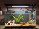 疯狂水草鱼缸造景装饰躲避屋装饰摆件迷你鹦鹉鱼小鱼繁殖屋陶罐鱼窝 小乌龟 实拍图