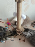 HELLOJOY猫抓柱剑麻猫抓板猫玩具耐抓耐磨不掉屑猫爬架立式自嗨解闷用品 实拍图