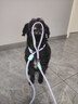 嬉皮狗宠物p链p绳狗狗牵引绳遛狗链子防爆冲舒适握感 紫色1.55米 实拍图