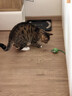 【京东快递】猫咪玩具自嗨解闷智能逗猫球自动逗猫遛猫遛狗突突球 奢华版绿色【带绳款宠物球】 实拍图