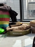 皇恒赛级暹罗猫专用猫粮成猫幼猫全期通用营养三文鱼全价猫粮 2.5kg 鸡肉三文鱼味 实拍图