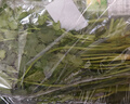 带根香菜100g 实拍图