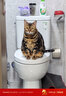 K9 Natural鸡肉猫主食罐头 170g*6成猫幼猫通用猫湿粮猫罐头 新西兰原装进口 实拍图