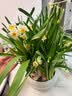 花翁漳州水仙花种球盆栽水养花卉绿植室内冬季水培植物带花苞源头直发 实拍图