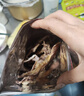 北海印象北海淡干墨鱼干乌贼目鱼干海产干货煲汤食材 端午节送礼礼品团购 M3墨鱼干250g*1袋约5-7只 实拍图