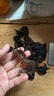 双塔黑木耳250g 东北特产干木耳小碗耳肉厚凉拌火锅食材南北干货 实拍图