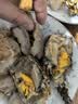 时寐东山岛海捕小青龙虾新鲜活冻大号青龙虾礼盒顺丰空运家庭聚餐净重 450-550克/只 实拍图