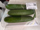 【水果菜】荷兰水果黄瓜约400g 实拍图