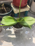 年宵花春节蝴蝶兰盆栽绿植花卉年货装饰过年四季开花大苗好养易活 紫美人---【包开花】送营养液2包 带1支花剑 实拍图
