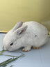 暮秋小主血统宠物兔垂耳兔活体大型安哥拉长毛迷你侏儒猫猫兔活物已做疫苗 单血统霜白垂耳兔（公母备注） 实拍图
