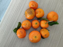 正宗广西桂林马水砂糖橘新鲜水果当季蜜桔桂林橘子贡柑整箱 带箱5斤 净重4.5斤 小果（30-40mm） 实拍图