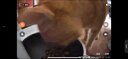 小佩宠物AI智能自动喂食器可视版 定时定量 视频监控(支持鸿蒙智联) 实拍图