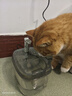 【京东物流】猫咪饮水机流动循环宠物喂水神器水碗水盆家用狗狗 全透明-1500ml+过滤棉3片 实拍图