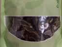 鲜窝窝 海茸丝120g 海茸干海笋干海菜冰笋海龙筋 凉拌菜海鲜素食 实拍图
