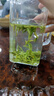 醉茗山2026新茶明前龙井500克 早春茶礼盒装杭州散装鲜芽嫩芽绿茶浓香型 实拍图