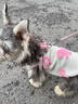 MIKI PAD狗绳牵引绳狗狗不勒脖遛狗绳小型犬狗链子幼犬胸背宠物狗胸背带 小香风（胸背+1.5米牵引绳） XS（建议3-5斤狗狗） 晒单实拍图