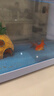 阔庭（KUOTING）鱼缸水族箱生态桌面鱼缸新款懒人鱼缸生态造景过滤制氧一体机蓝色 实拍图