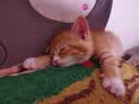 博莱得利猫鼻支口服液怡目净猫咪疱疹病毒感冒咳嗽打喷嚏眼鼻分泌物提高增强免疫功能 实拍图