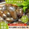 京喜加京喜加泥螺醉泥螺即食生腌宁波大号无沙腌制海鲜舟山特产黄泥螺 【大号】醉泥螺 300g 玻璃瓶 实拍图