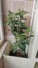 桂花树苗盆栽室内四季桂花卉植物金桂丹桂庭院大树浓香型绿植开花 精品四季桂花70-90cm【原土球发货】 实拍图