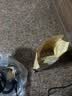 熊太太家商两用打粉研磨机中药材三七粉碎机电动磨粉机细腻小型钢磨 1000克大容量 【卡扣款】304不锈钢+铜电机+加硬加厚钢刀 实拍图